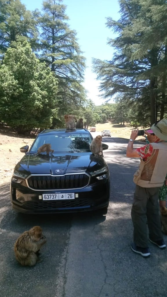 Barbary macaques on a tour vehicle in Morocco's cedar forest — an authentic Middle Atlas encounter