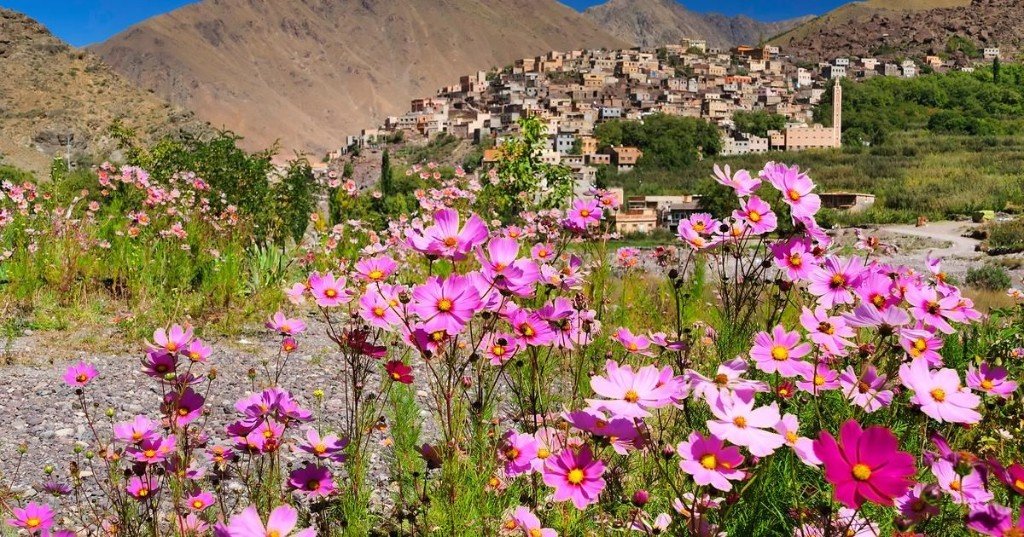 Imlil village in spring — pink wildflowers and Atlas mountains